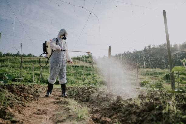 Best Affordable Pest Control Services  in Morgantown, WV
