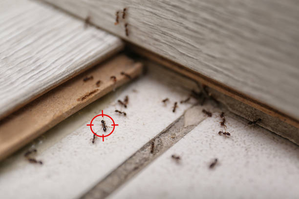 Best Exterminator Services  in Morgantown, WV