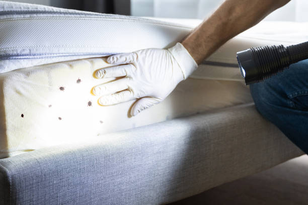 Best Ant Control Services  in Morgantown, WV