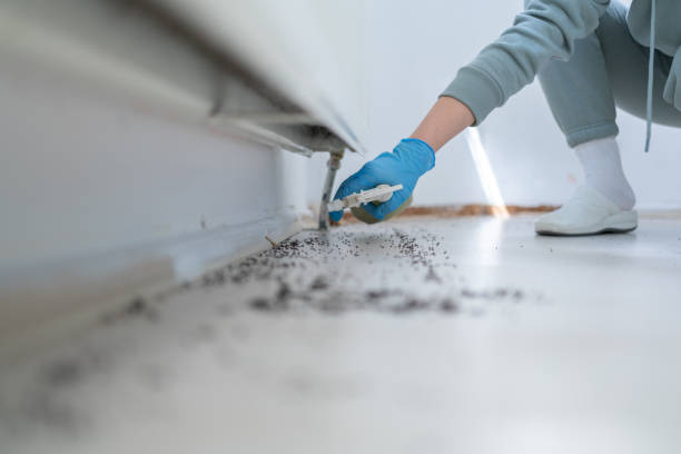 Best Emergency Pest Control  in Morgantown, WV